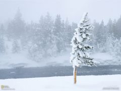 Tapeta National Geographic 467.jpg